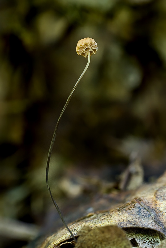 Marasmius Bulliardii (Špička Bulliardova)