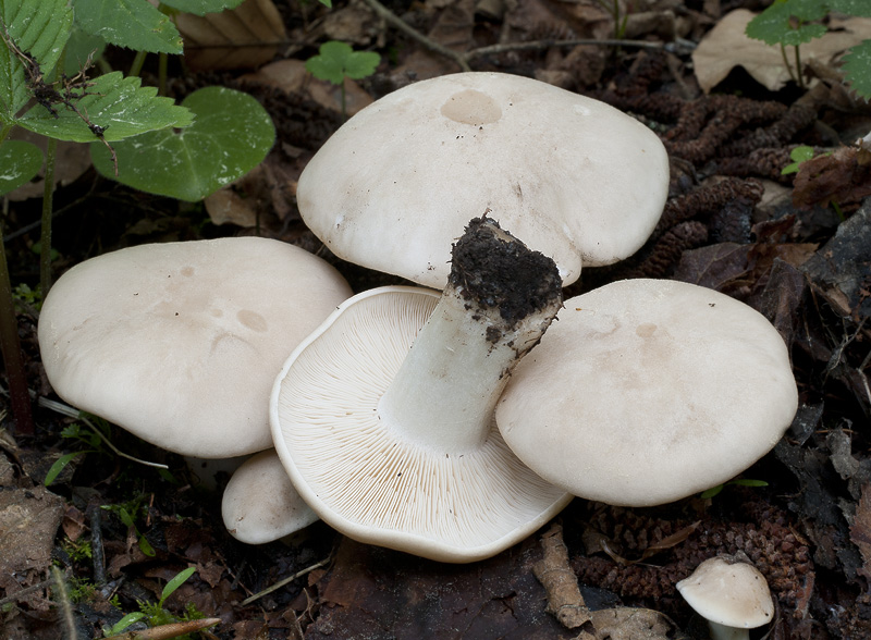 Рядовка смоленск новости. Рядовка Майская Calocybe gambosa в августе. Calócybe gambósa. Святого Георгия гриб, рядовка Майская. Калоцибе гомбоза.