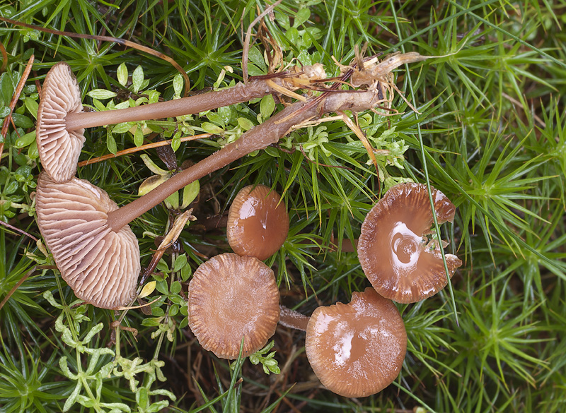 Gymnopus putillus (Penízovka masová)