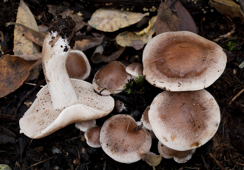 Hebeloma helodes (Slzivka bažinná)