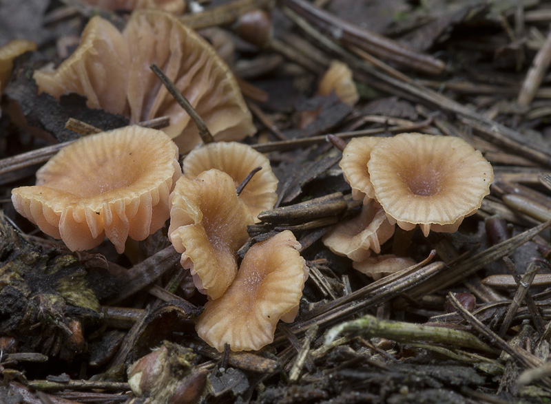 Laccaria tortilis (Lakovka zakroucená)