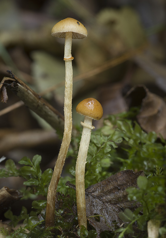 Pholiotina rugosa (Sametovka vrásčitá)