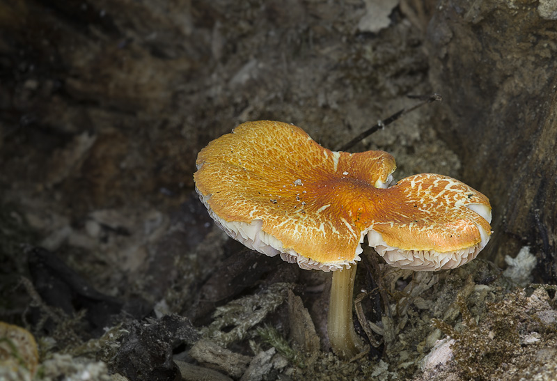 Pluteus aurantiorugosus (Štítovka šarlatová)