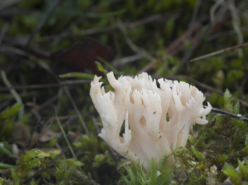 Ramaria gracilis (Kuřátka křehká)