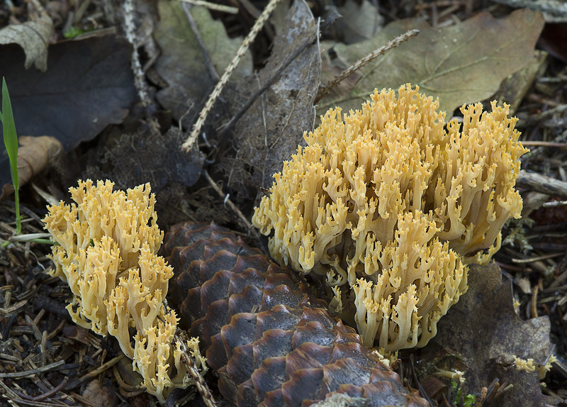 Ramaria myceliosa (Kuřátka kořínkatá)