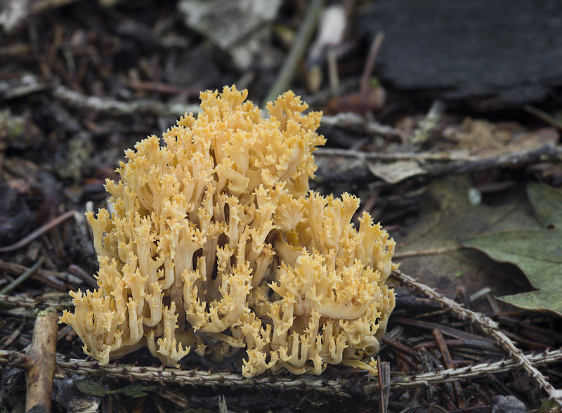 Ramaria myceliosa (Kuřátka kořínkatá)