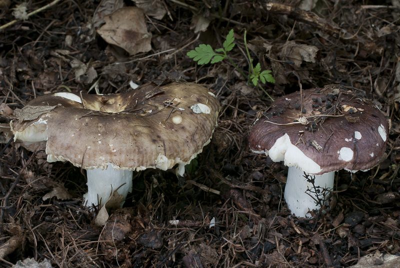 Carapelli Rusp Russula carpini (Holubinka habrová)
