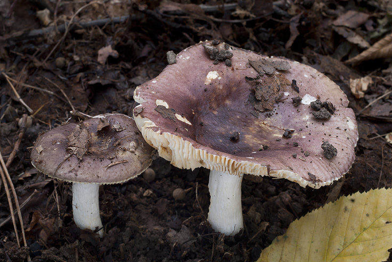 Carapelli Rusp Russula carpini (Holubinka habrová)