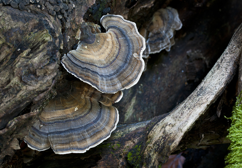 Траметес разноцветный. Trametes versicolor. Траметес пестрый. Траметес лишай. Гриб Траметес трехцветный.