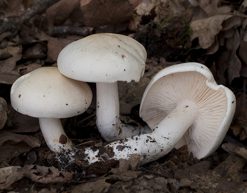 Белые фото и описание. Рядовка белая рядовка белая (Tricholoma album). Жемчужная рядовка. Рядовка Березовая. Рядовка Лесная белая.