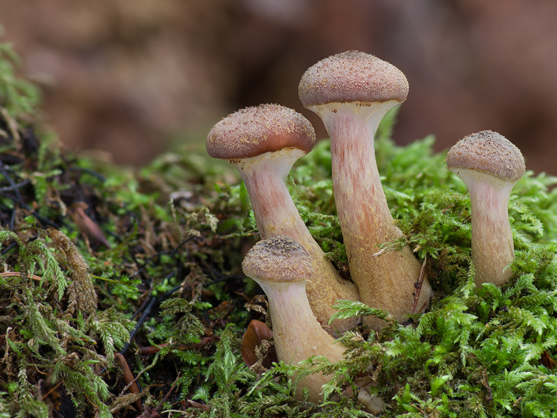 Armillaria cepistipes (Václavka cibulkotřenná)