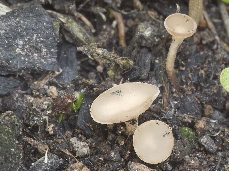 Botryotinia fuckeliana (Hlízenka, Plíseň šedá)