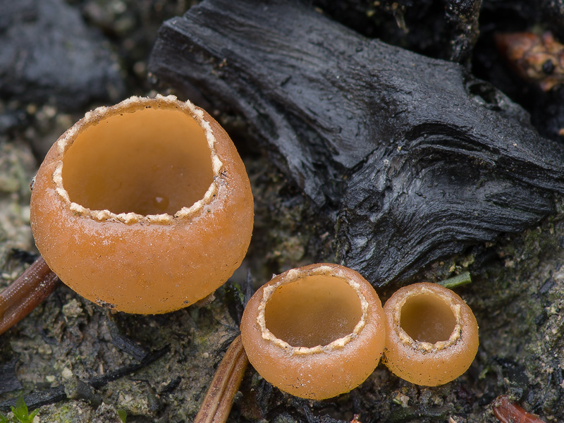 Geopyxis carbonaria (Zvoneček uhelný)