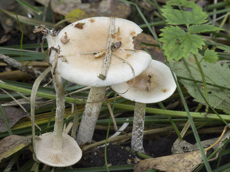 Hebeloma helodes (Slzivka bažinná)
