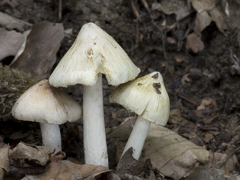 Hongo Inocybe Rimosa Inocybe rimosa agg. (Vláknice kuželovitá)