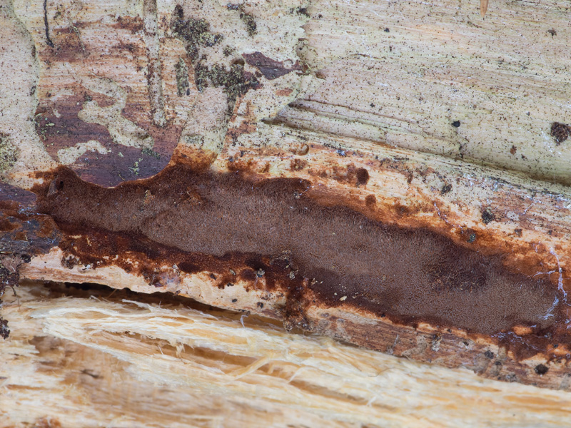 Phellinus ferrugineofuscus (Ohňovec rezavohnědý)