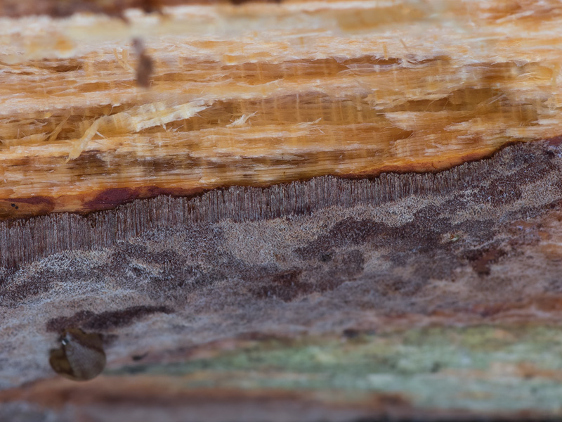 Phellinus ferrugineofuscus (Ohňovec rezavohnědý)