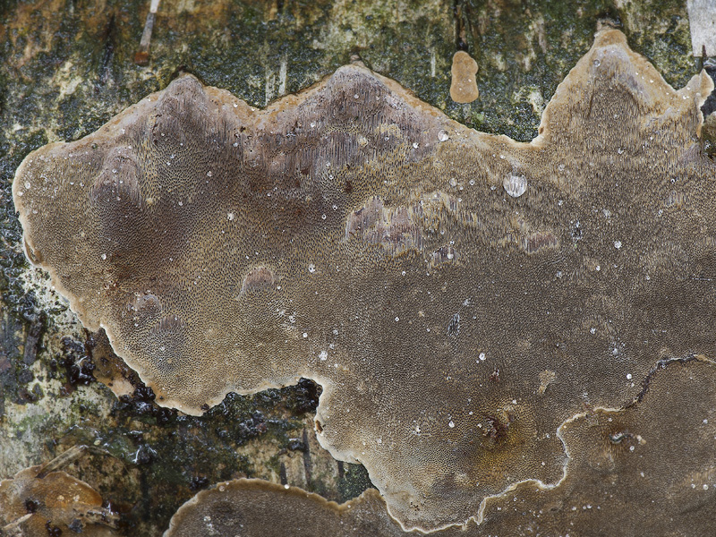 Phellinus laevigatus (Ohňovec hladký)