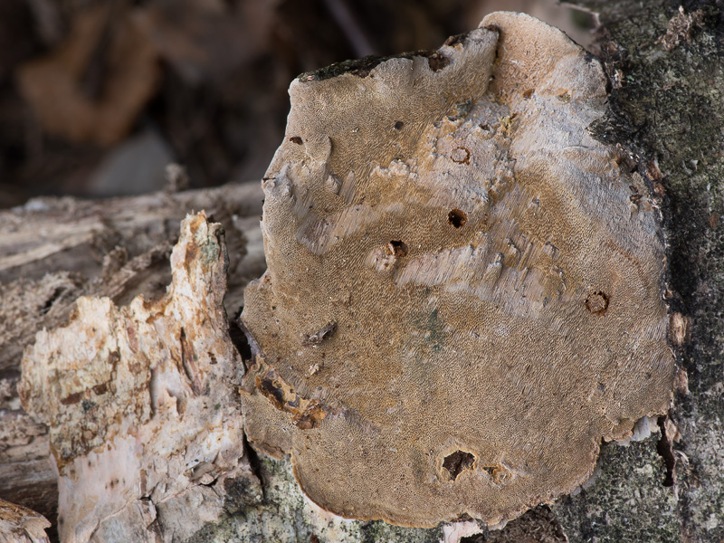 Phellinus laevigatus (Ohňovec hladký)