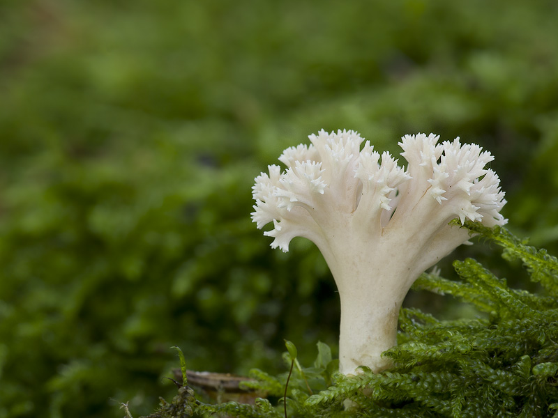 Ramaria gracilis (Kuřátka křehká)