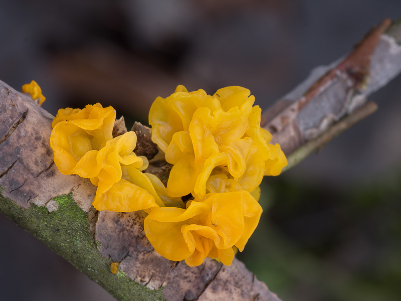 Tremella mesenterica (Rosolovka mozkovitá)